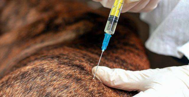 Állat védőoltás